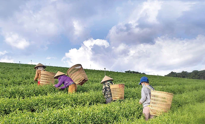 Materiais de Hidrocarbonetos na Agricultura