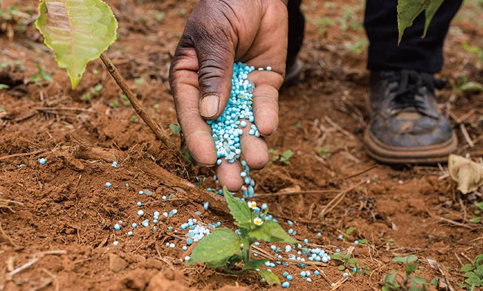 O impacto dos sais inorgânicos na nutrição das plantas e na fertilidade do solo